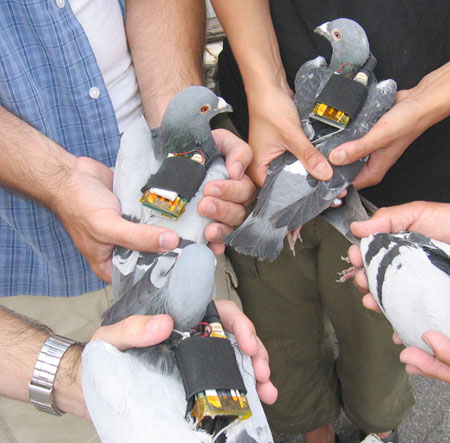 Pigeon Blog